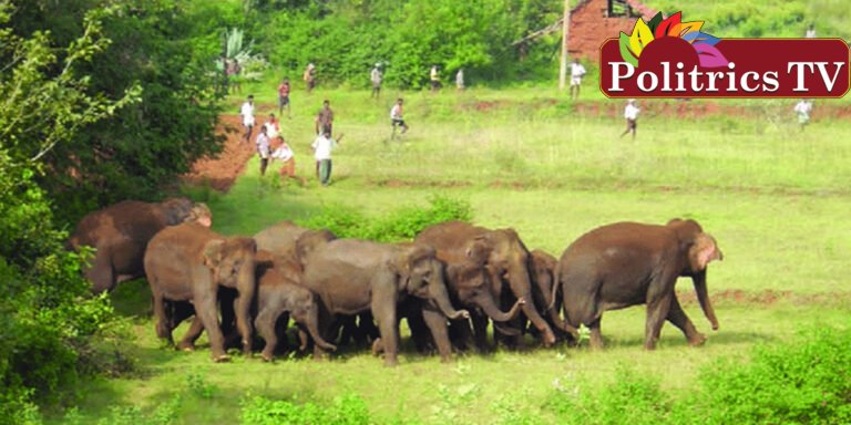 குடியாத்தம் அருகே விவசாய நிலங்களுக்குள் புகுந்த காட்டு யானைகள்!