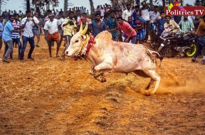 மதுரை எலியார்பத்தி மஞ்சுவிரட்டு போட்டியில் காளை குத்தி இளைஞர் உயிரிழப்பு!