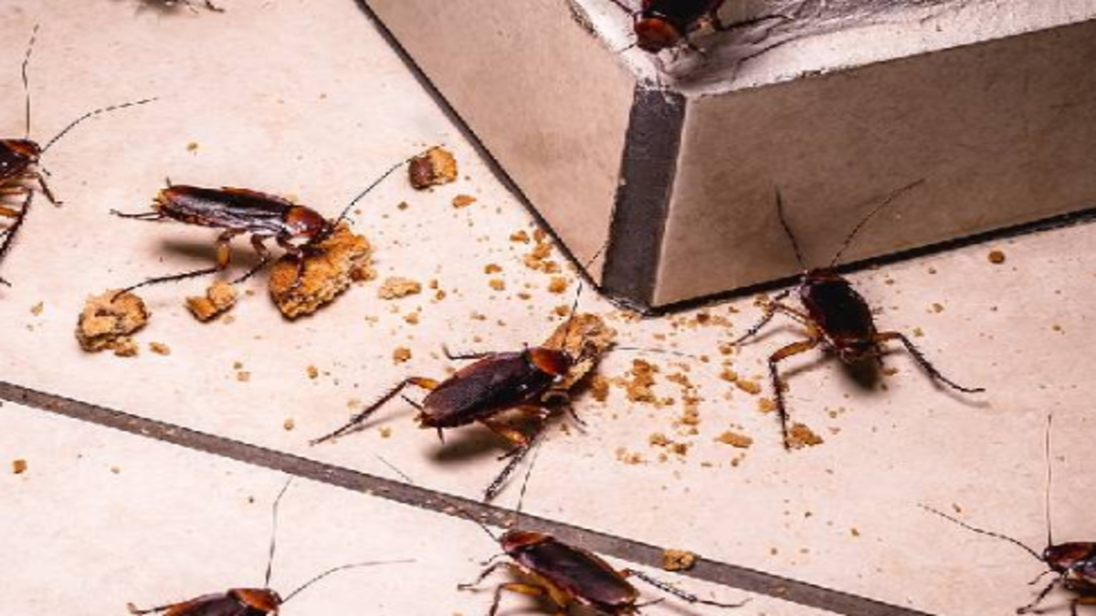 Ignoring cockroaches on their own is also a mistake. Because they act as germs that spread diseases in our house.