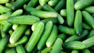 As the impact of summer heat is increasing day by day, the water-rich cucumber is very popular in the market.