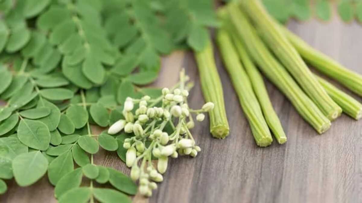 Moringa is used in the treatment of certain diseases like asthma, eye and skin diseases and epilepsy.