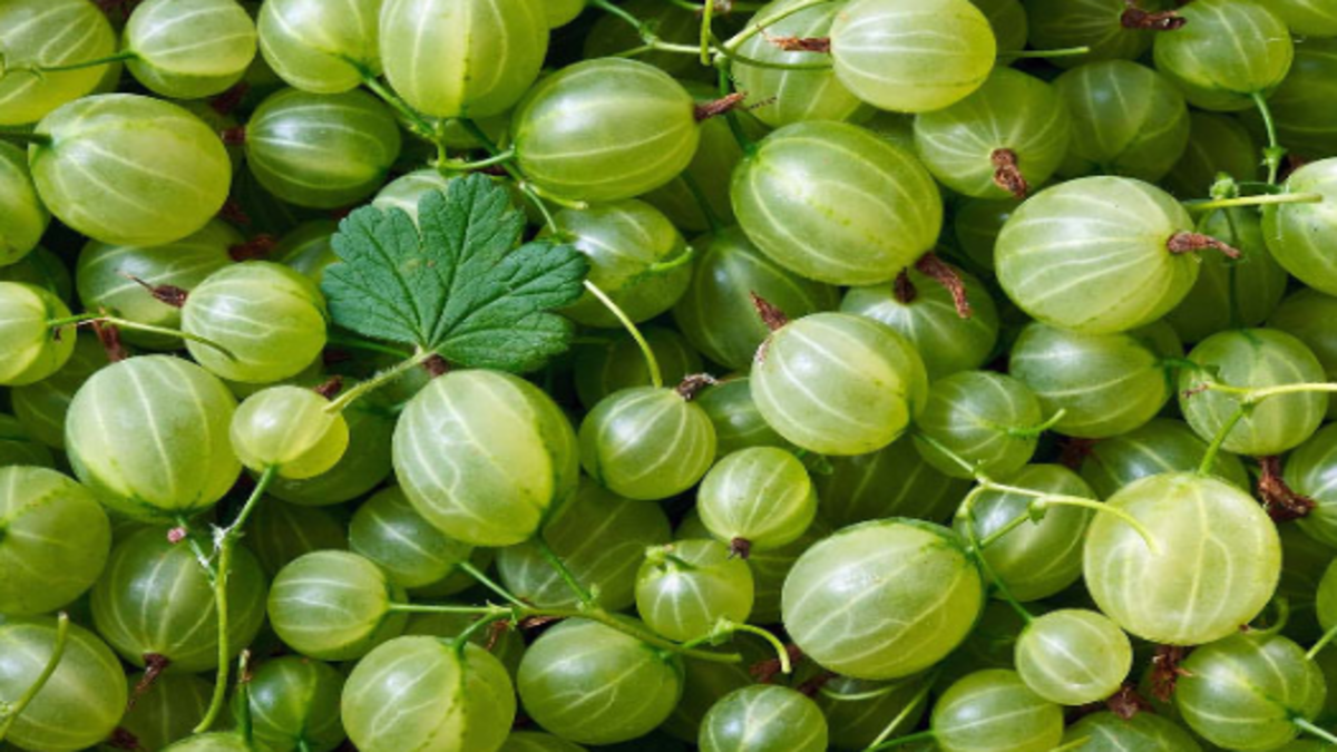 Gooseberry is one of the most abundant fruits in India. It is one of the healthiest palangas.