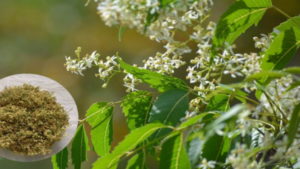 Eat neem every day to control diabetes. It can be brought under control without pills.