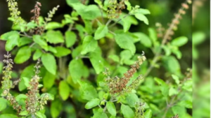 Grind basil leaves with a little lemon juice and apply them on sores.