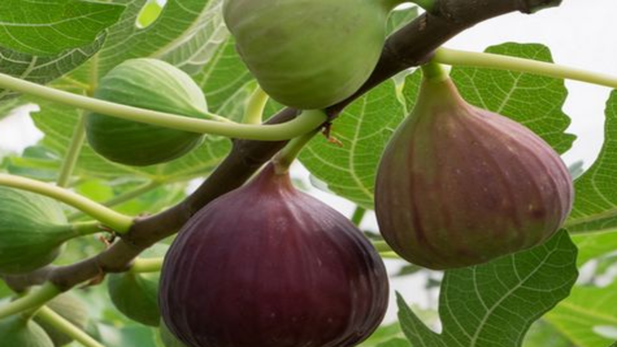 Eating 2 figs daily will increase blood production in the body. The body will also grow and become fat.