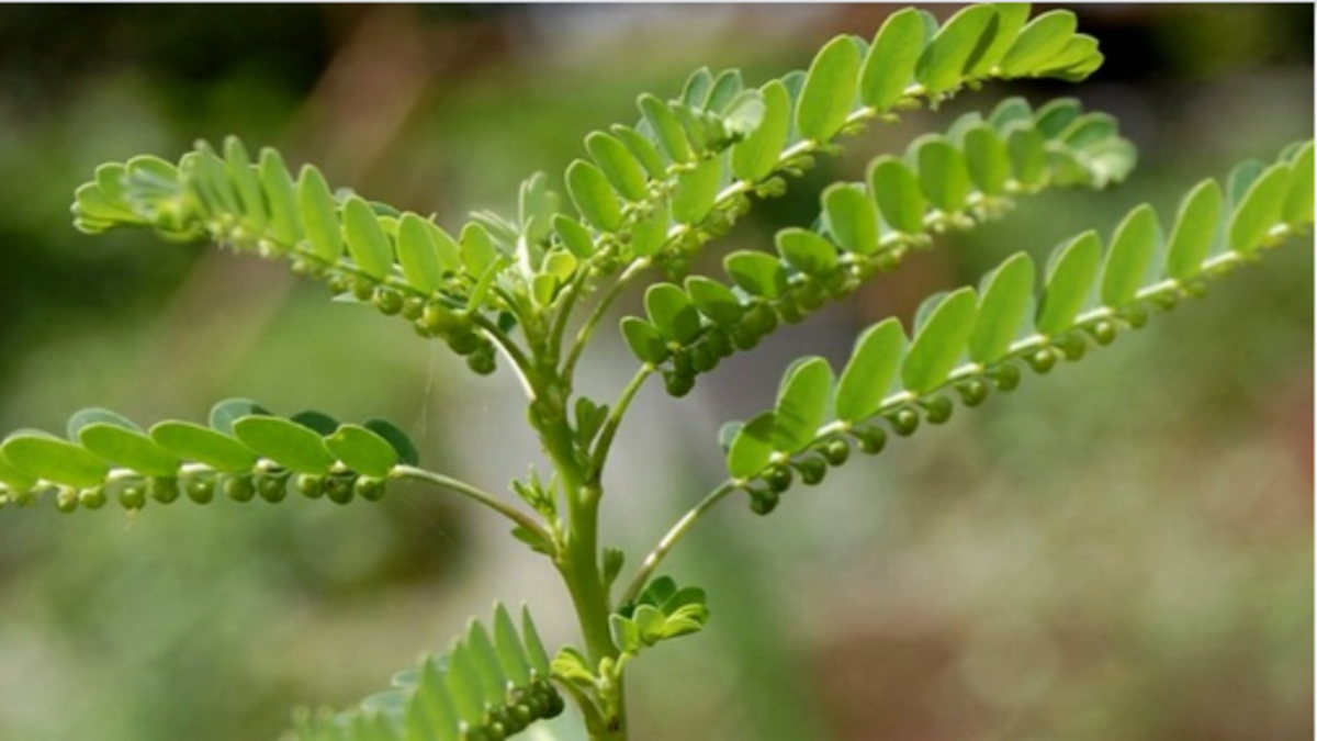 Keezhanelli is a small plant. It is known as Kilkai Nelly because of its pods under the leaves.