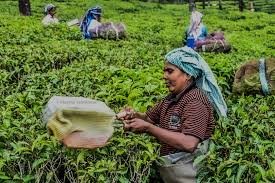 மாஞ்சோலை பிரச்சினை.. போராட்டம் தீவிரமடையும்- கிருஷ்ணசாமி எச்சரிக்கை !