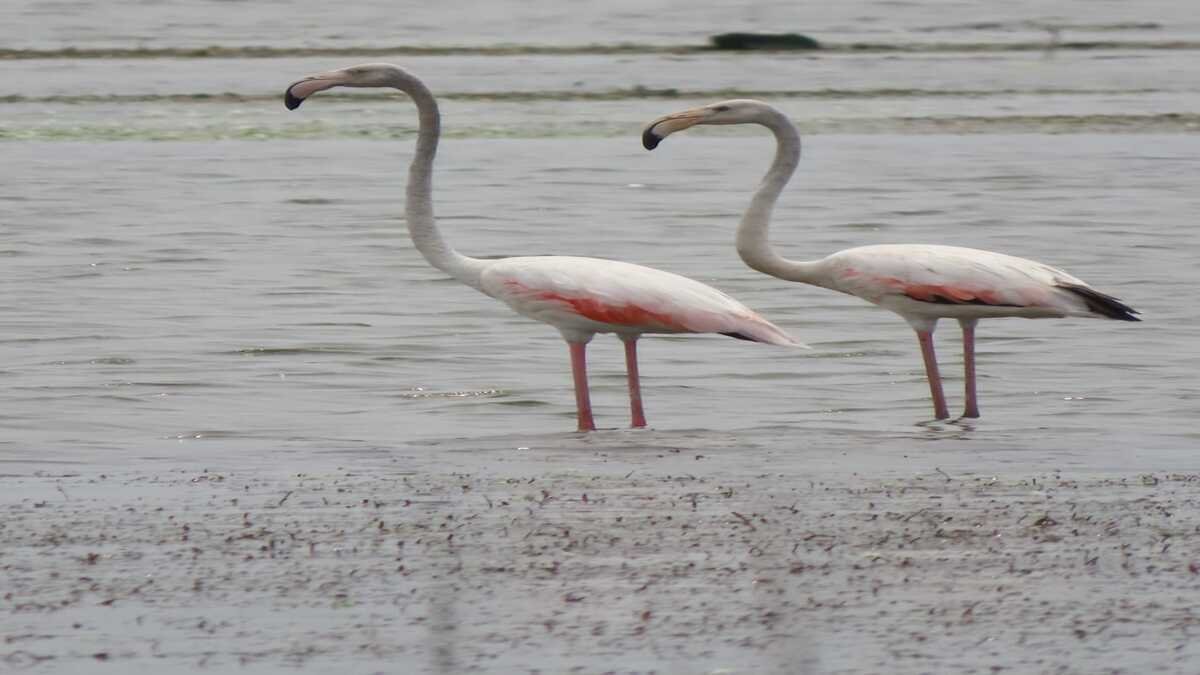 Ornithologists have requested the governments of Tamil Nadu and Puducherry to protect the birds that have flocked to breed.