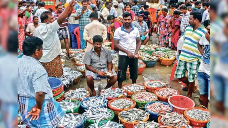 தடைக்காலம் முடிந்து முதல் வாரம்.. குறைந்ததா மீன் விலை ?