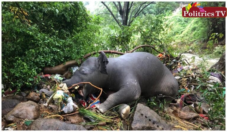 வெள்ளத்தில் அடித்து சென்று உயிரிழந்த யானைகுட்டி கரை ஒதுங்கியது