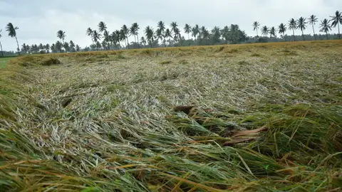 கள்ளக்குறிச்சியில் 50,314 ஹெக்டேர் விளைநிலங்கள் பாதிப்பு